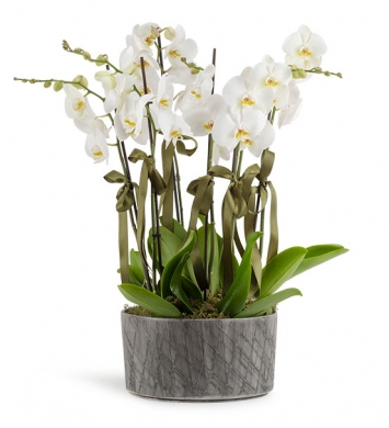 6 Dal Beyaz Orkide