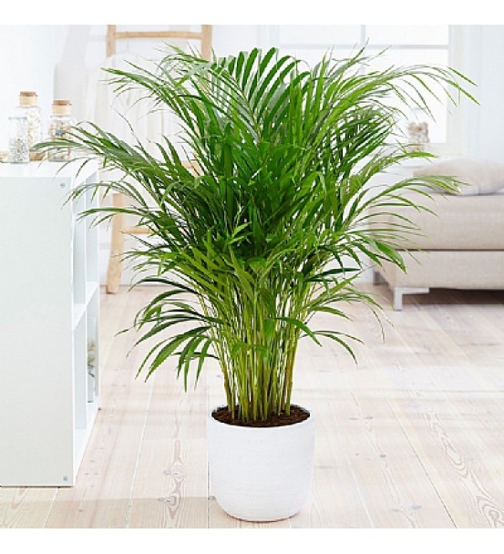 Areca Bitkisi LF-178