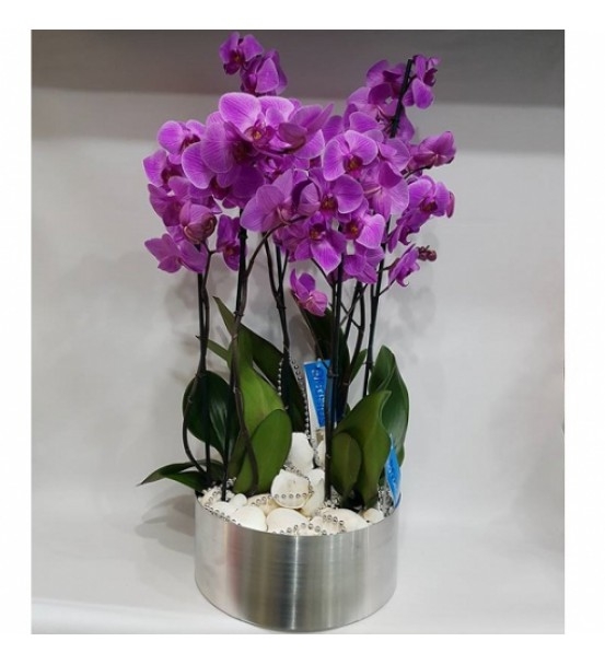 Lila Orkide Bahçesi LF-174