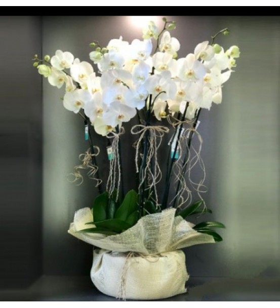 Beyaz Orkideler LF-176