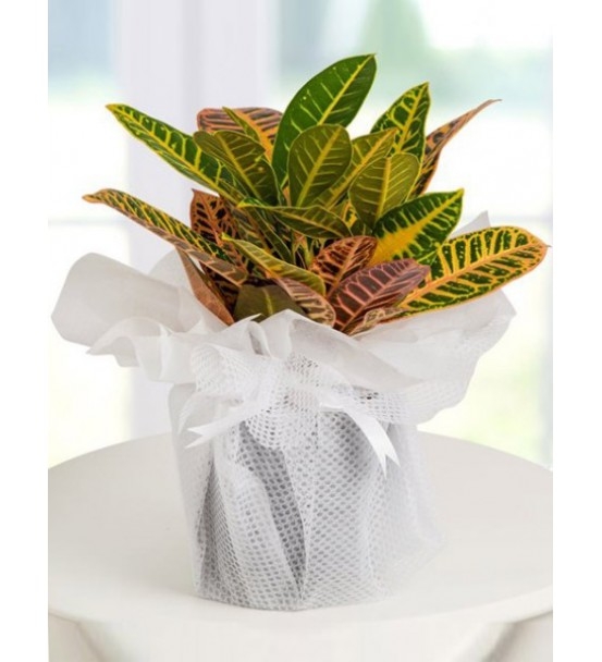 Kraton Petra Bitkisi LF-140