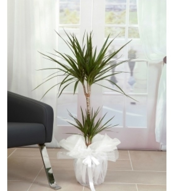 Dresena Marginata LF-143