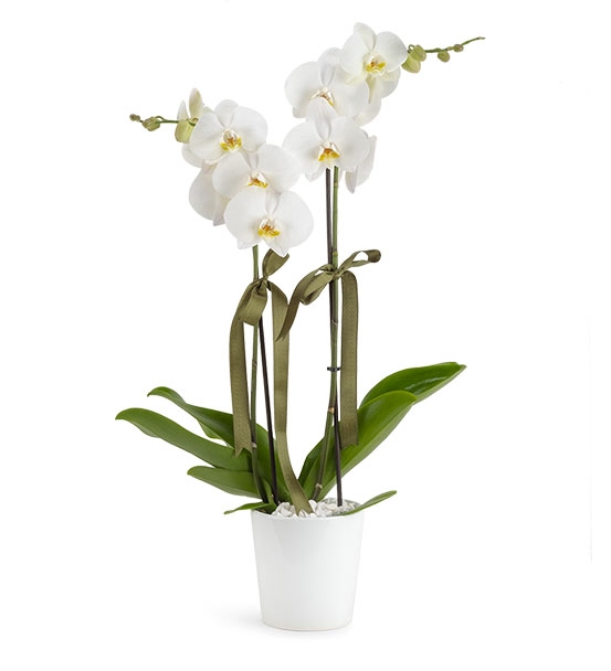 2 Dal Beyaz Orkide LF-137