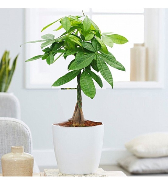 Para Ağacı Çiçeği LF-139