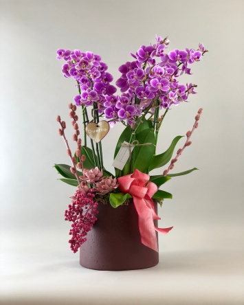 Lila Orkide Bahçesi